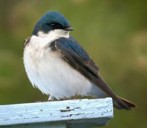 Native swallow bird nesting at San Joaquin Wildlife Sanctuary by Mikes Birds via Wikimedia
